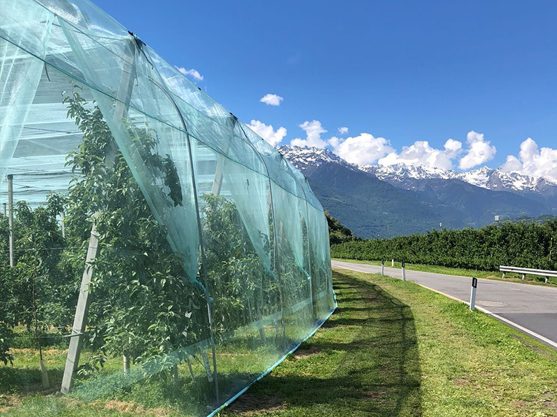 Anticimice Asiatica (Carpo) su Melo – Tirano (SO)